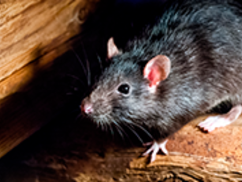 Os roedores podem provocar grandes danos em estruturas e instalações