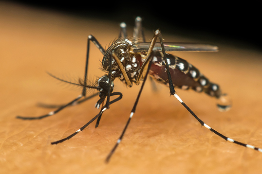 6 ações importantes para eliminar o mosquito da dengue | Syngenta PPM