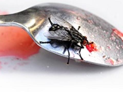 Moscas são o terror da indústria alimentícia