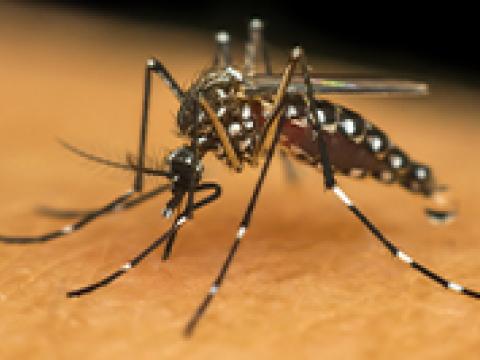 Conhecido popularmente como mosquito da dengue, o Aedes aegypti também é responsável por transmitir outras doenças, como a febre amarela, febre chikungunya e zika