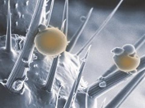 Microcápsulas o poder da tecnologia iCap no controle de pragas