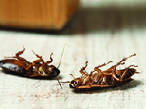 As baratas são insetos que podem carregar em seus corpos diversos microorganismos causadores de doenças, como bactérias, vírus e fungos