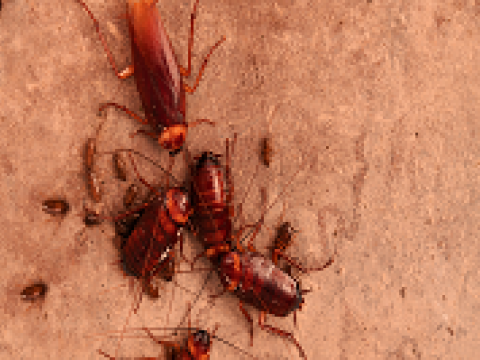 As baratas  podem carregar em seu corpo micro-organismos como bactérias, vírus e fungos
