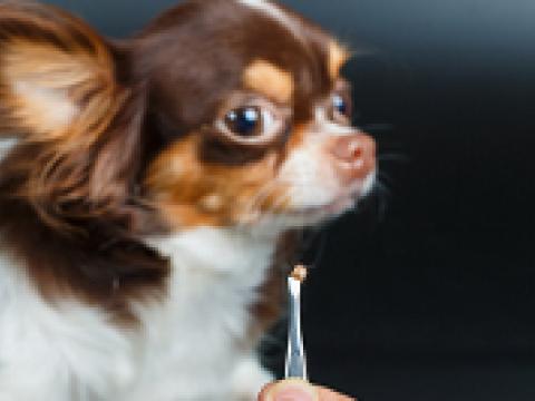 Pulgas e carrapatos podem ser encontrados em animais domésticos