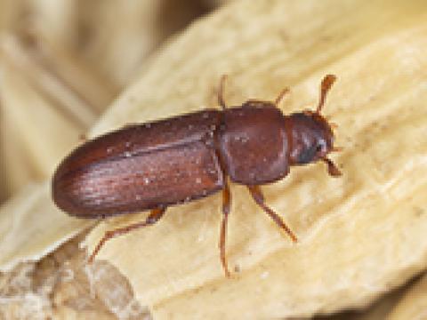 Carunchos encontram diversas oportunidades para entrar nos alimentos e se proliferar