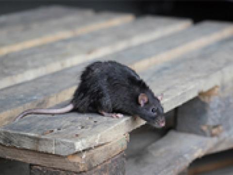 Rato