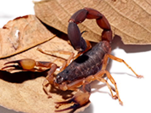 Escorpião amarelo