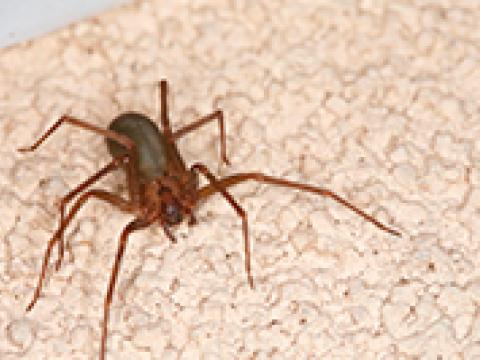 Aranhas