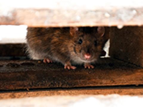 rato