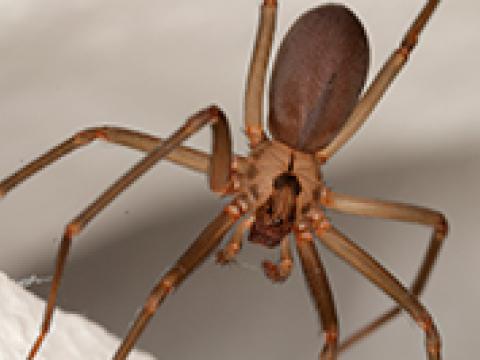 Aranha-marrom