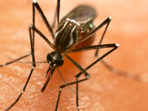 dengue