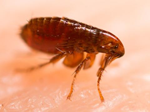 pulga