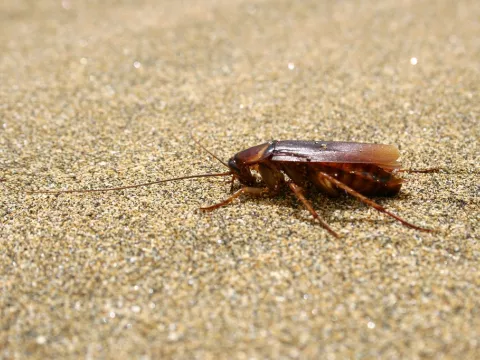 pragas nas férias