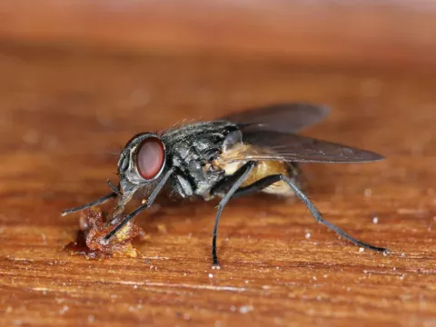 mosca doméstica