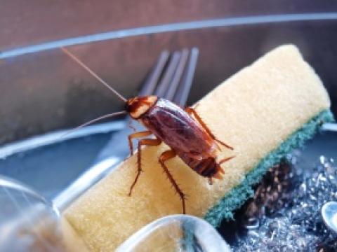barata na esponja de lavar louça 