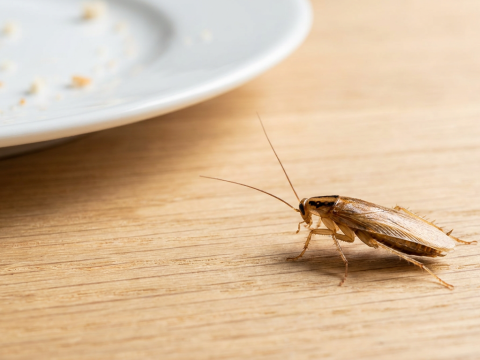 Barata sobre mesa de madeira, com prato branco desfocado ao fundo