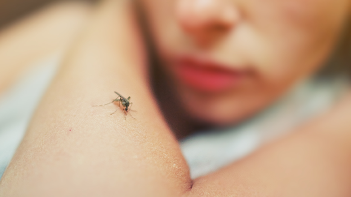 Mosquitos são maiores transmissores de agentes causadores de doenças do mundo