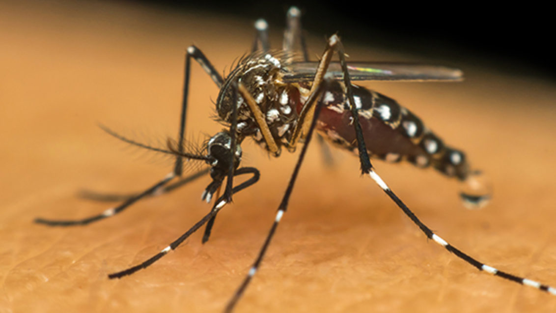 Conhecido popularmente como mosquito da dengue, o Aedes aegypti também é responsável por transmitir outras doenças, como a febre amarela, febre chikungunya e zika
