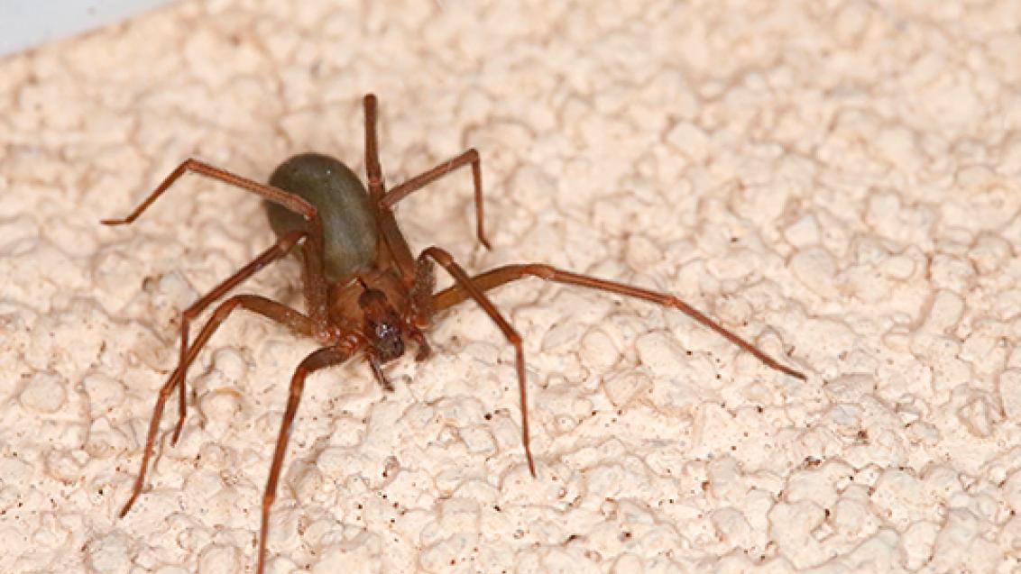 Aranhas
