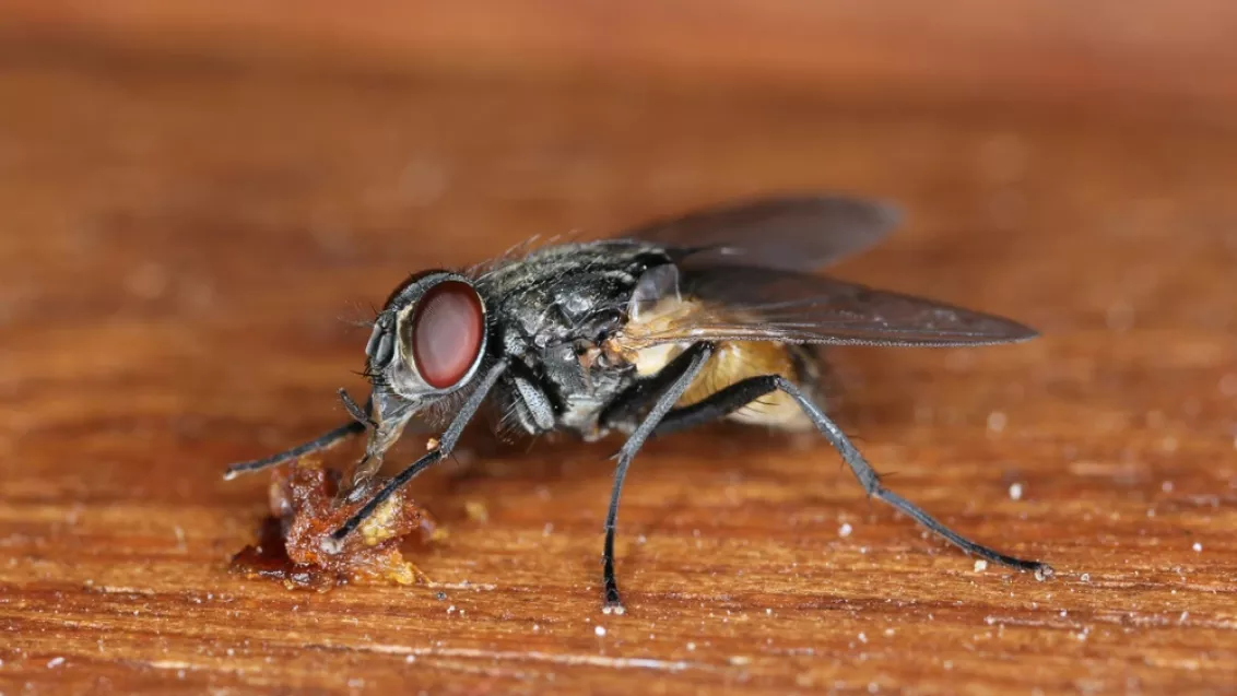 mosca doméstica