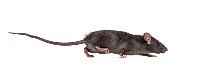 O rato de telhado apresenta corpo esguio e cauda mais longa que a cabeça e o corpo, orelhas grandes e proeminentes