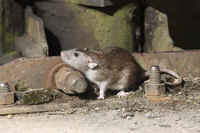 A ratazana tem corpo robusto e orelhas pequenas, além de ser um hábil nadador e escavador
