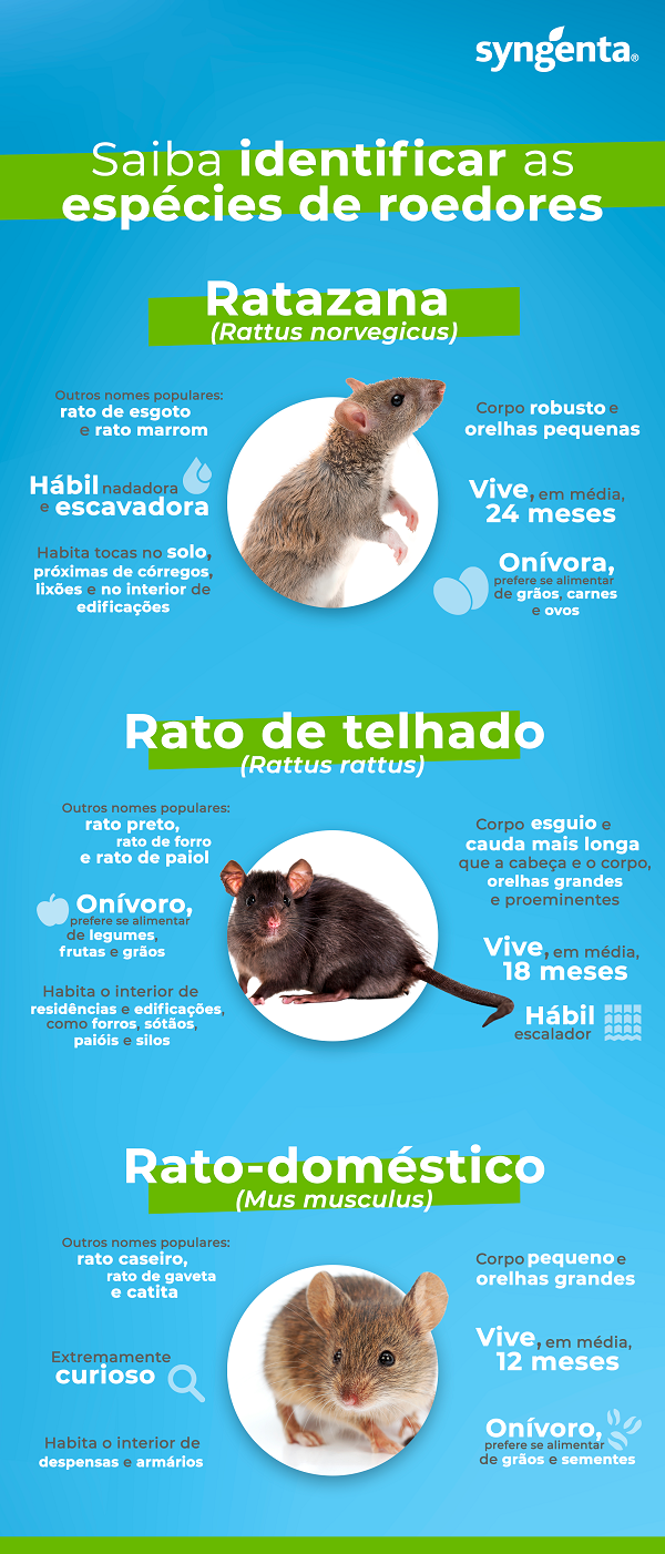 Confira as características das três principais espécies de roedores
