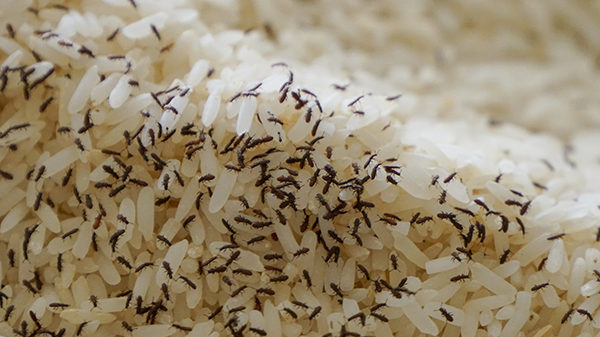 Infestação de carunchos no arroz