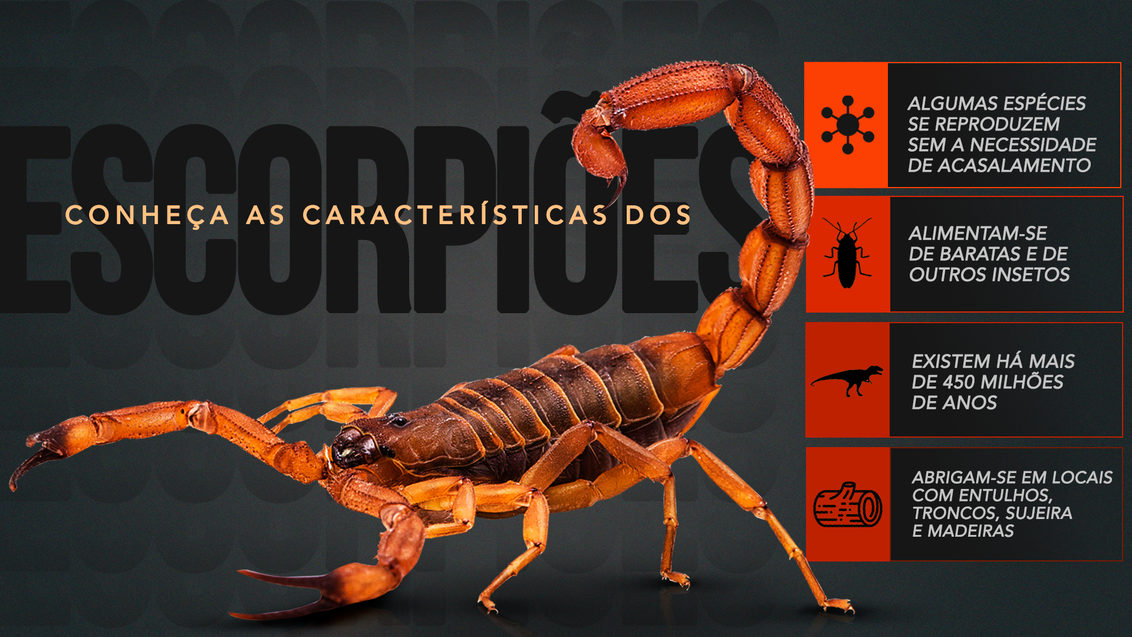 Infográfico escorpiões