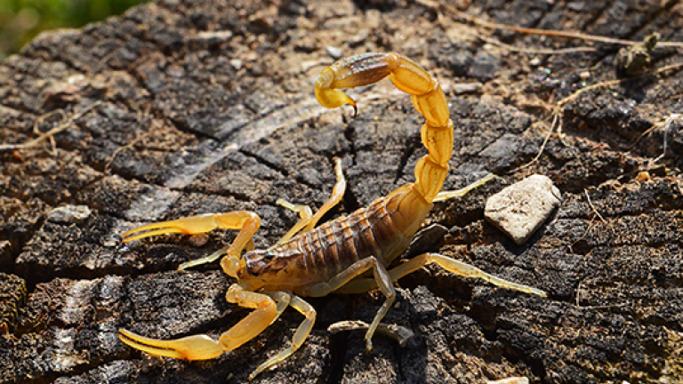 Escorpião amarelo é considerado uma das espécies mais venenosas da América do Sul, capaz de causar acidentes graves