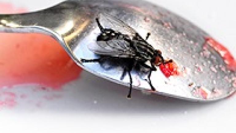 Moscas são o terror da indústria alimentícia