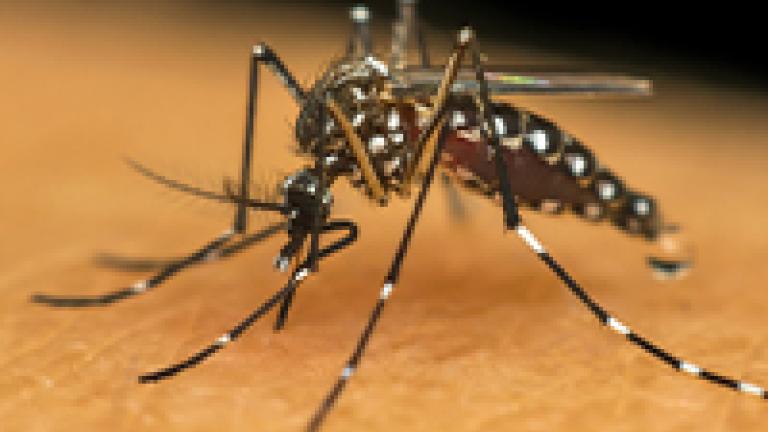 Conhecido popularmente como mosquito da dengue, o Aedes aegypti também é responsável por transmitir outras doenças, como a febre amarela, febre chikungunya e zika