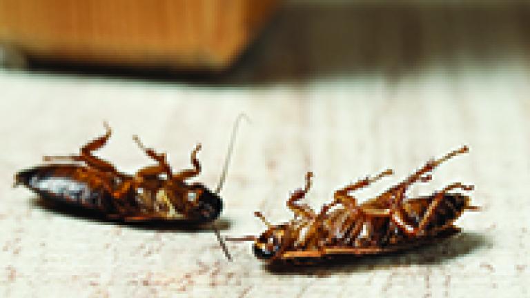 As baratas são insetos que podem carregar em seus corpos diversos microorganismos causadores de doenças, como bactérias, vírus e fungos