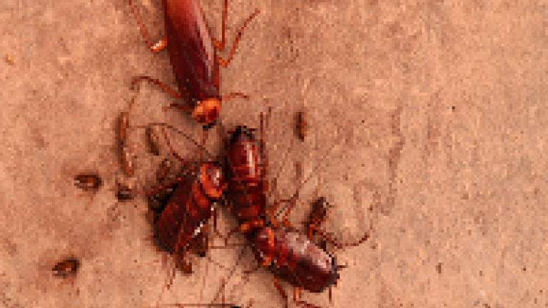 As baratas  podem carregar em seu corpo micro-organismos como bactérias, vírus e fungos