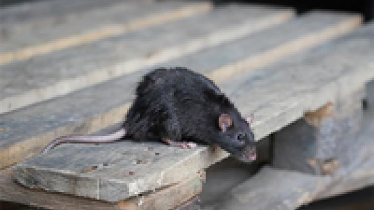 Rato