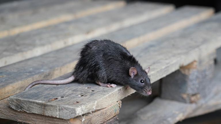 Rato