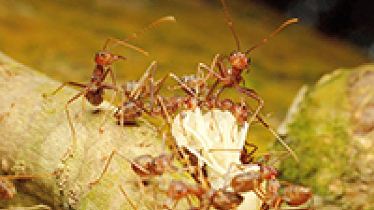 Formigas domésticas