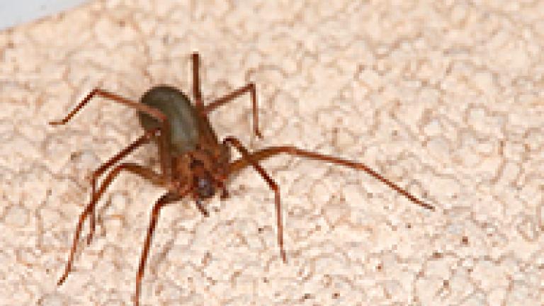 Aranhas