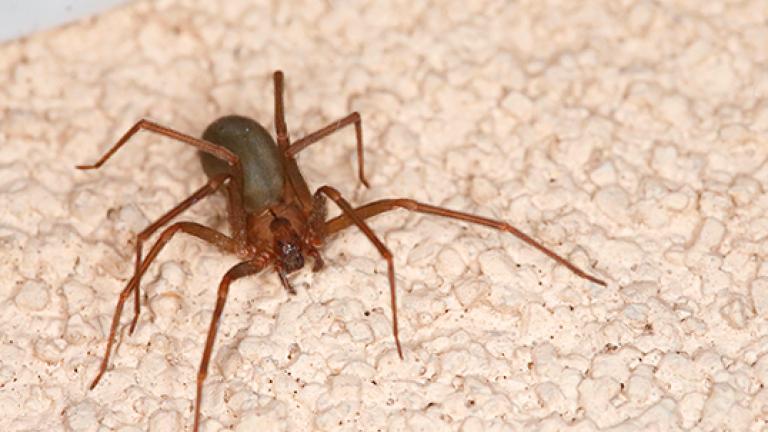 Aranhas