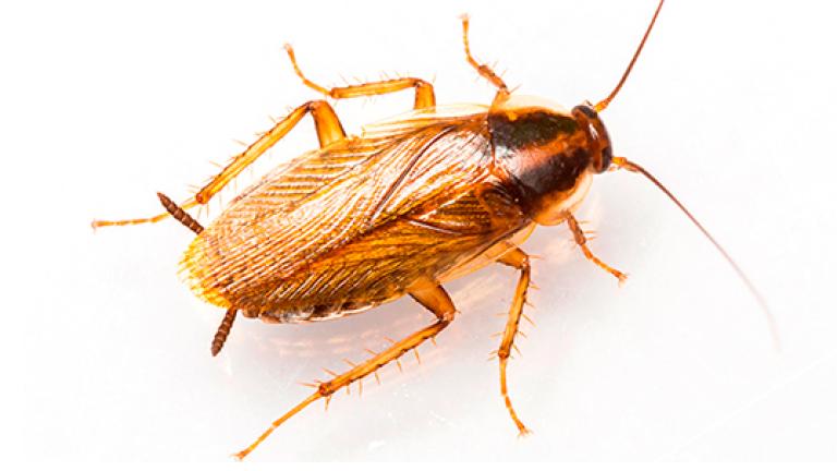 Barata doméstica