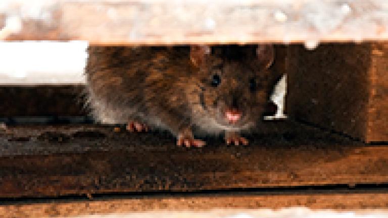 rato