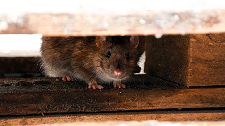rato capa