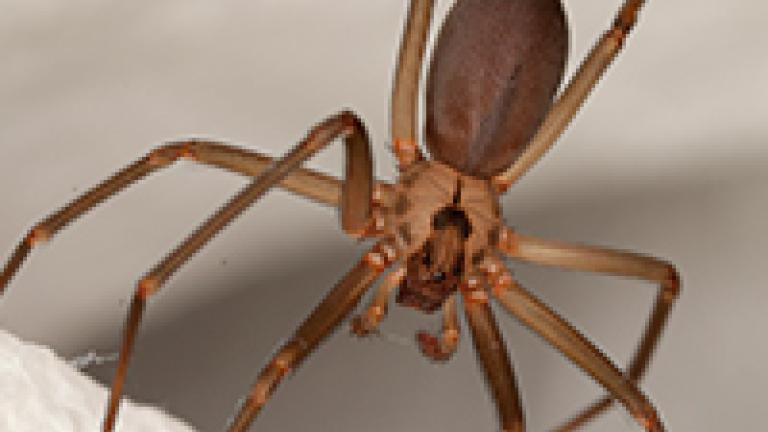 Aranha-marrom