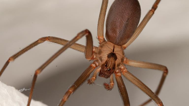 Aranha-marrom