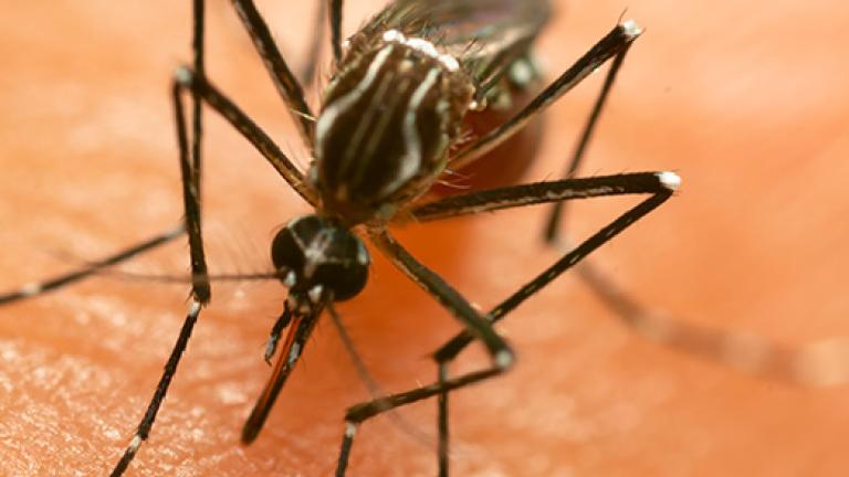 dengue