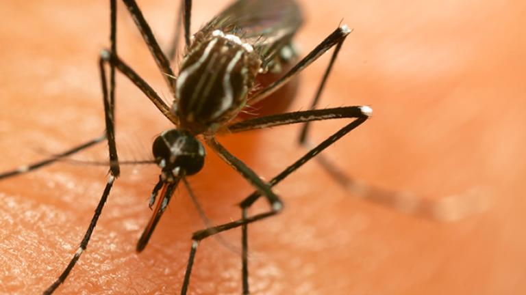 dengue 2