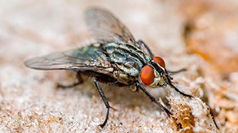 mosca áreas rurais