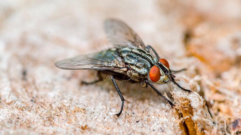 mosca áreas rurais