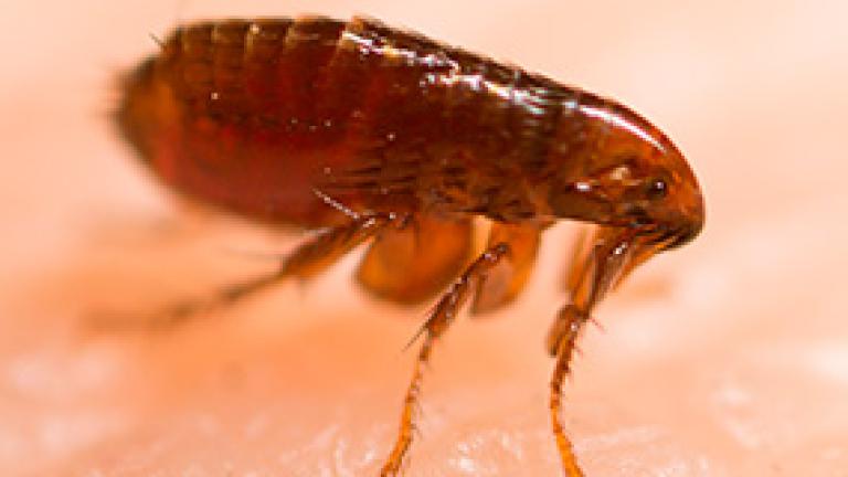 pulga