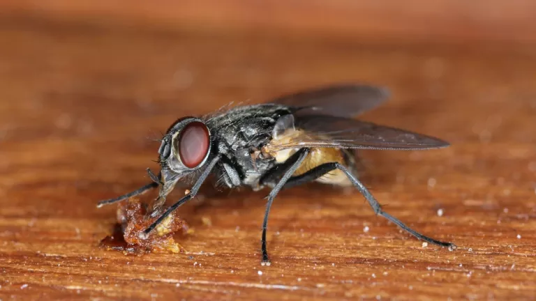 mosca doméstica